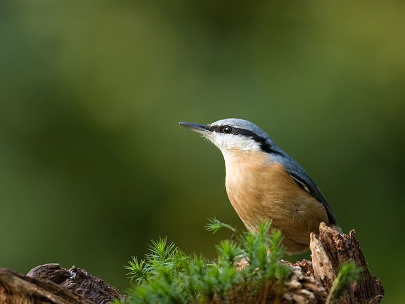 Sitta europaea Boomklever European Nuthatch